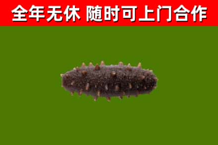 金华市烟酒回收干海参.jpg